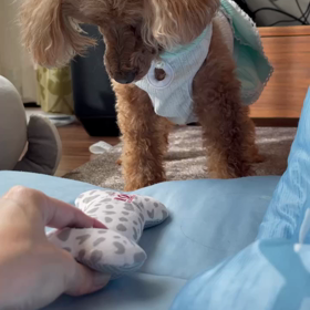 夏バテは腸にくるの画像