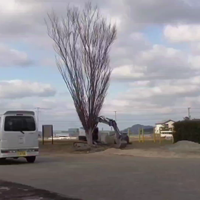 2022/02/17☆ムサシノケヤキの画像