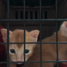 男の子はガサゴソ、女の子は寝てる❤️ねこのしっぽの画像