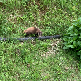 アナグマとご対面〜の画像