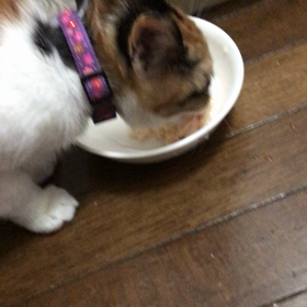 今朝のみやびちゃん(^-^)の画像