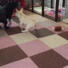 最近の戦いの画像