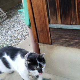 お出かけしていたブチ君の画像