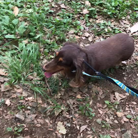 ♪お散歩動画♪代々木公園♪の画像
