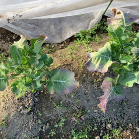 ブロッコリー食べごろの画像