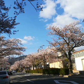 ♪舞ぃ散る芦屋の桜ｻｸﾗな件…の画像