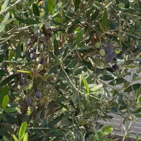 実りの秋⭐️の画像