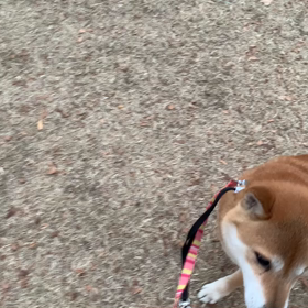 12月29日9わんこと2時間遠足　新宿新宿中央公園の画像