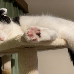 にゃん生とは苦難に満ちている？の画像