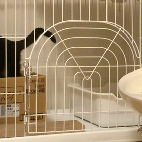 ほのか、ハッスルの画像