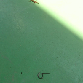 自切ワ～イルドラ～イフ∟(￣(工)￣)ノ！の画像