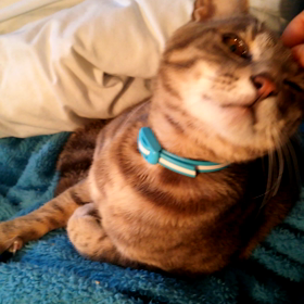 夜明けののど鳴らしの画像