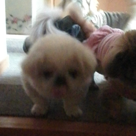 *お出迎え？の画像