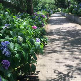 暑いぞ！の画像