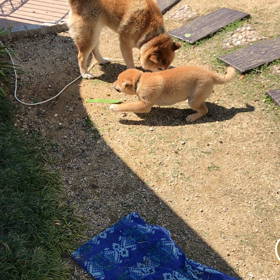 お叱りを受けるこうめちゃん。の画像