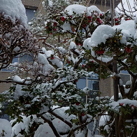 花と竜　７７の画像