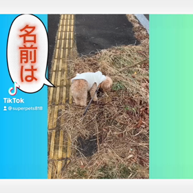 名前は『レオン』♪名前呼んでよ♪呼んどるよ❗️【TikTok】の画像