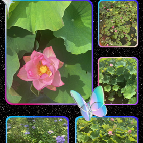 泥の中から咲くの画像