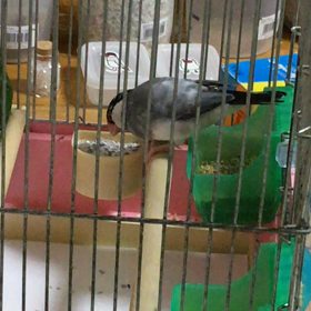 つばちんの今日の朝の動画の画像