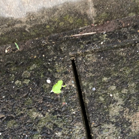 今日の出会いの画像