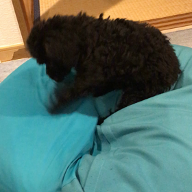 寝たり…掘ったり（笑）の画像