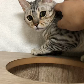 猫って…の画像