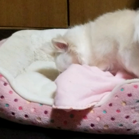 クシャクシャクシャの画像