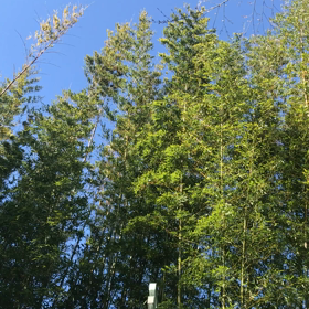 群竹　　短歌一首の画像