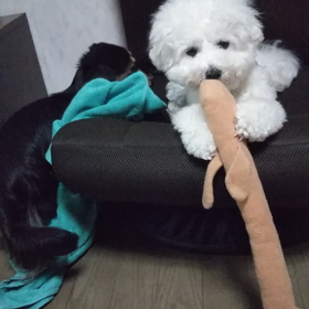 今日のはなちゃん278、モモちゃん234の画像