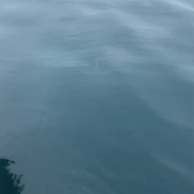 シャークアタック！の画像