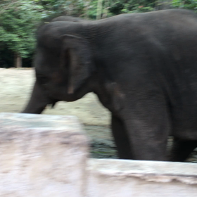 ゾウも踊るの画像