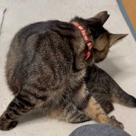 野良猫時代から時間に正確なトラちゃん♀の画像