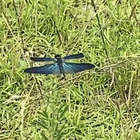 おっ、美しい青い蝶　　　蝶蜻蛉やったんや。の画像