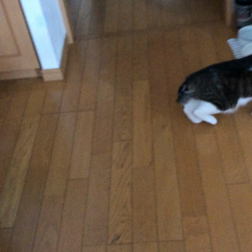 デールがソファーにおしっこしたから…今日もジム夜部！の画像