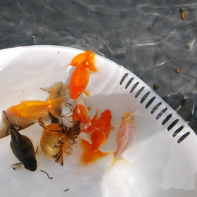 明け２歳土佐錦の画像