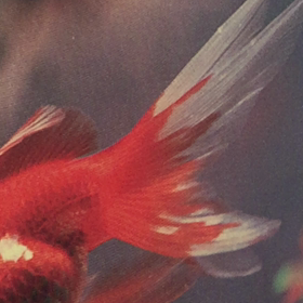 大杉漣の「をぢさま」室生犀星  蜜のあはれの画像