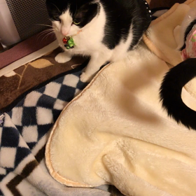 お怒り党首と頭突き党首の画像