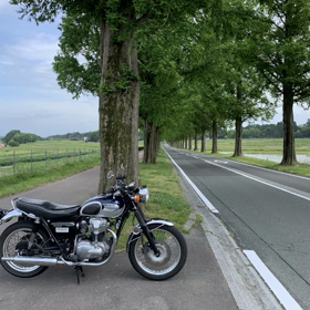 メタセコイアの並木 動画の画像