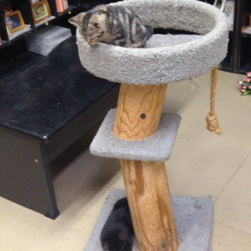 里親募集中！かわいいよ♡の画像