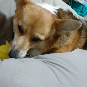 ここほれわんわん！！の画像