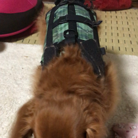 今日のレオの画像