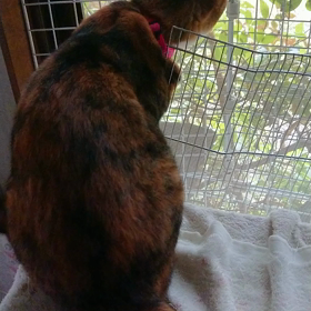 こんばんは(^-^)の画像