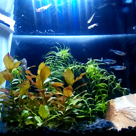 増やしたメダカその後の画像