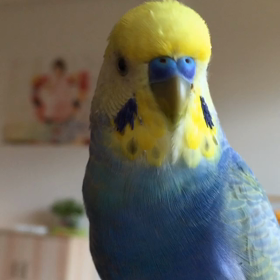 カメラ目線でおしゃべり。の画像