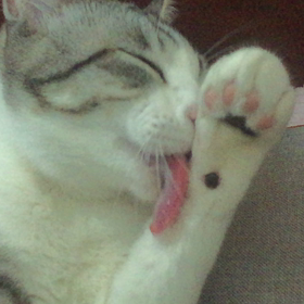 リリの毛づくろい見ます？の画像