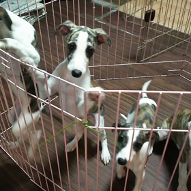 ウィペットの画像