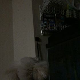 レオ日記(ちょっといたずらして…)の画像