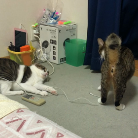 お金をかけた食材に羨ましい… ニャンズ満更？じゃないでしょの画像