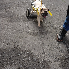 スイーピーの仲間たちの画像