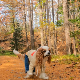 カラマツ散歩　動画編の画像